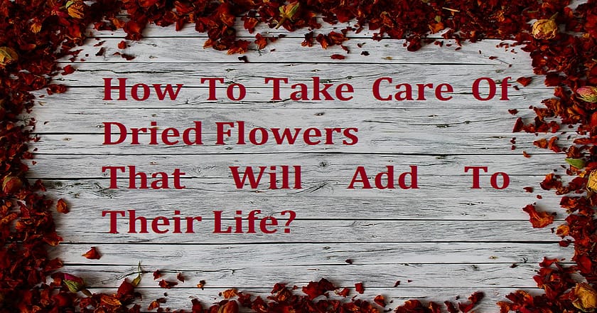 How To Take Care Of Dried Flowers That Will Add To Their Life?