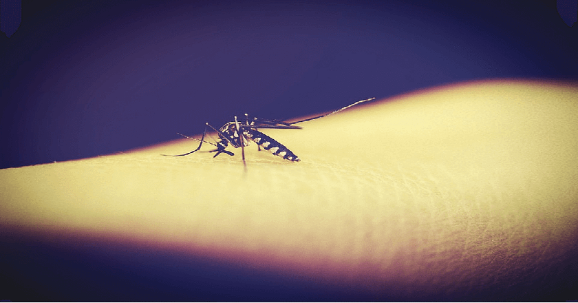 Things You Can Try in Order to Deter Mosquitoes